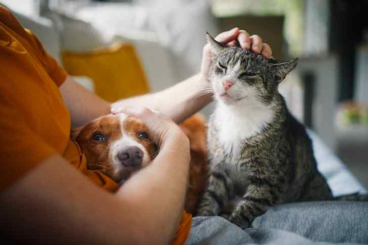 Six Factors to Understand About Pet Custody in Divorce | Sralla Family Law, PLLC | Call 210-212-5656